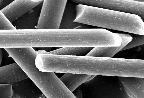 Scanning electron microscope image showing a close-up view of elongated, rod-shaped bacterial structures, with a scale bar indicating a size of 10 micrometers.