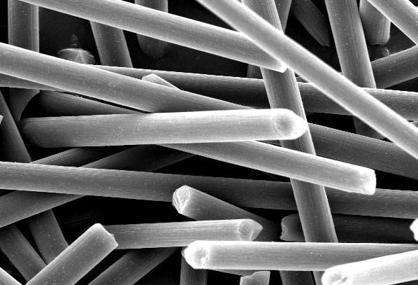 Microscopic image of bacterial cells, showcasing a dense arrangement of rod-shaped bacteria. Scale bar indicates a size of 20 micrometers, highlighting the intricate details of microbial structures.