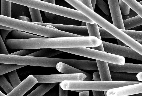Microscopic image of bacterial cells, showcasing a dense arrangement of rod-shaped bacteria. Scale bar indicates a size of 20 micrometers, highlighting the intricate details of microbial structures.