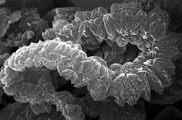 Scanning electron microscope image of a spiral-shaped bacterial structure with a textured surface, showcasing intricate details of microbial morphology.
