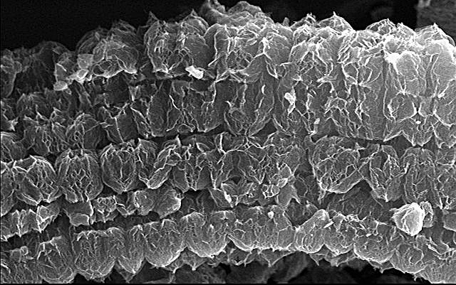 Microscopic image of a textured surface, showcasing layered structures with intricate patterns and jagged edges, highlighting the complexity of material composition at a nano-scale.