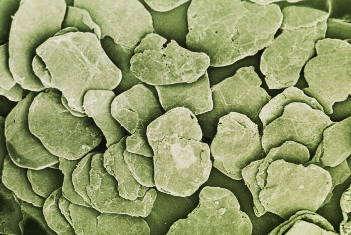 Microscopic image of irregularly shaped mineral flakes, showcasing their texture and structure under high magnification. Suitable for studies related to geology, materials science, and mineralogy.