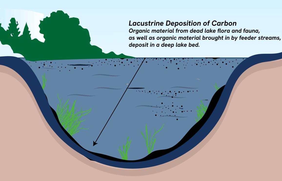 Illustration of lacustrine carbon deposition showing layers of organic material from dead flora and fauna, alongside sediment brought in by feeder streams, accumulating in a deep lake bed. The diagram highlights the ecological process of carbon storage in freshwater environments.