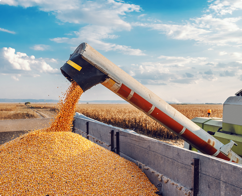 Harvesting corn with a grain auger pouring freshly collected kernels into a truck bed, set against a backdrop of a vast agricultural field and blue sky.